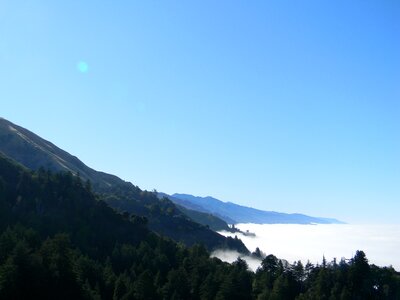 Trees sky forest
