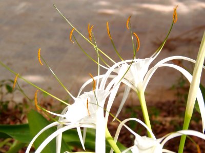 White spider lilies flowers photo