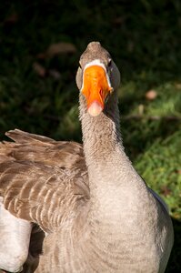 Waterbird grey orange beak