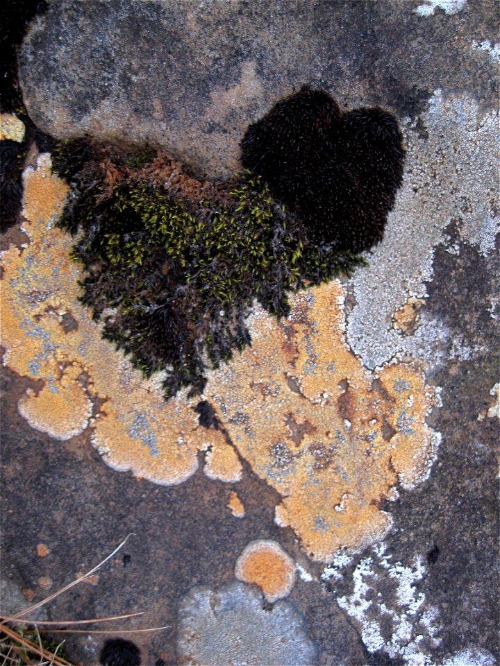 31 Flavors of Lichen and Moss