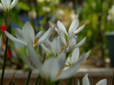Crocus flower