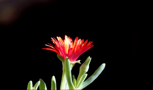 Red ice plant flower
