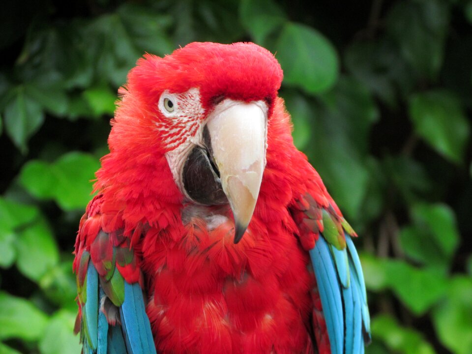 Blue beak bird photo