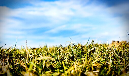 Grass sky nature