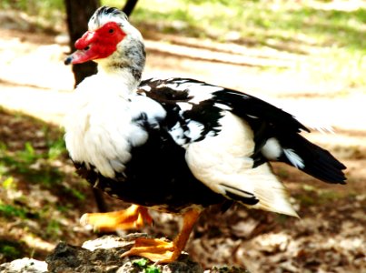 A Muscovy Duck - Creative Commons by gnuckx photo