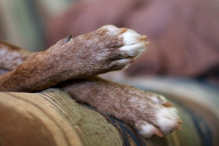 Time for a Pedicure