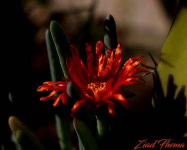 Ice plant flower photo