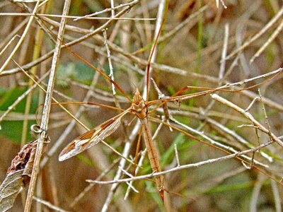 Mosquito macro pins