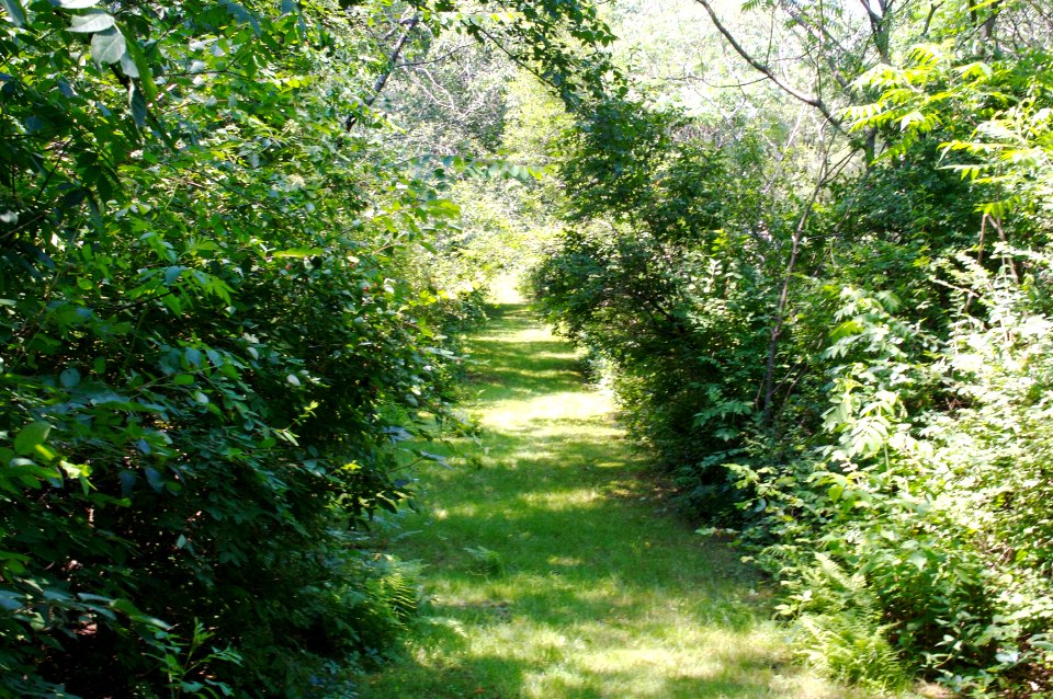 Coming Up Path