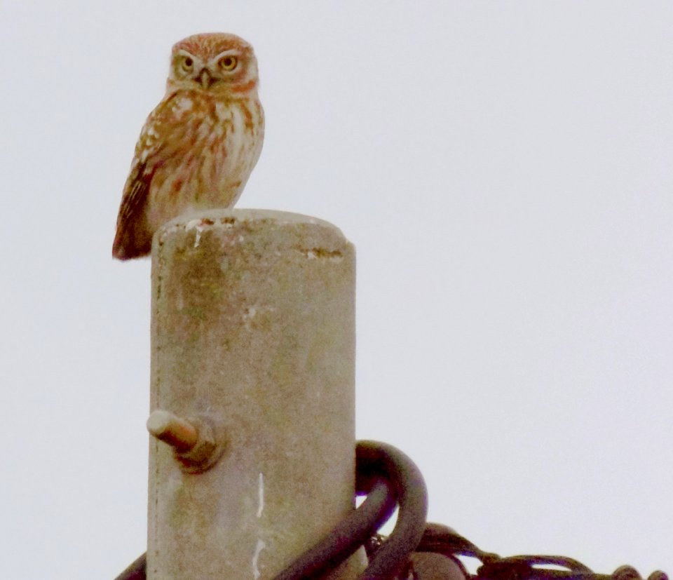 Little owl