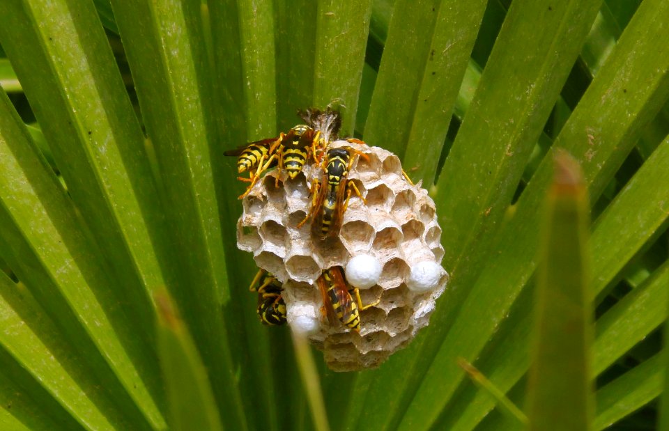 Wasps
