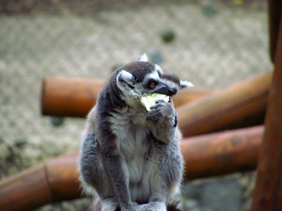 Post zoo gray email