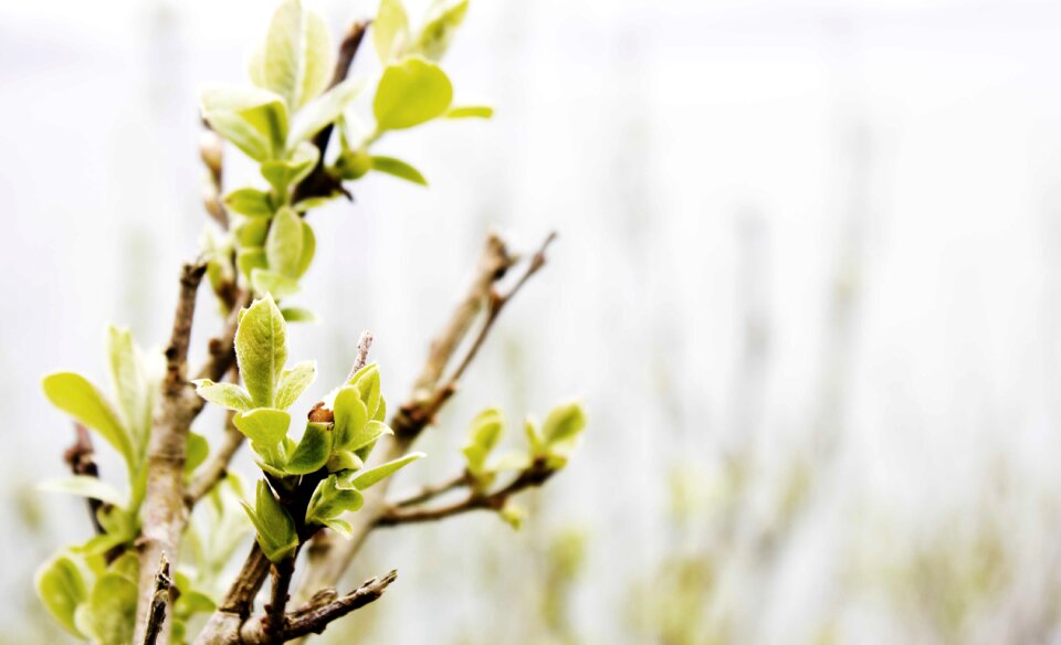 Bud nature landscape
