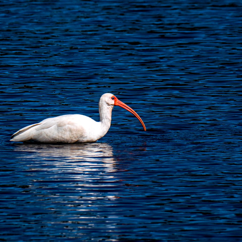White Ibis