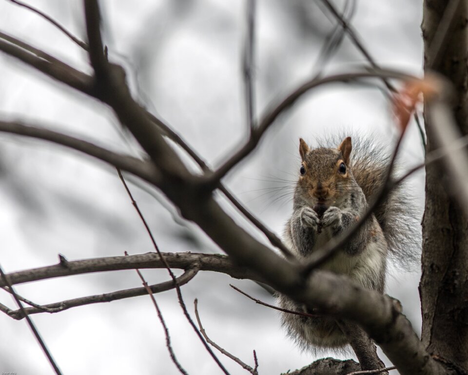 Wintertime cute rodent