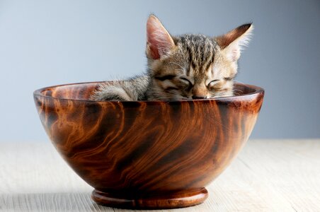 Sleeping their palate doze cat bowl photo