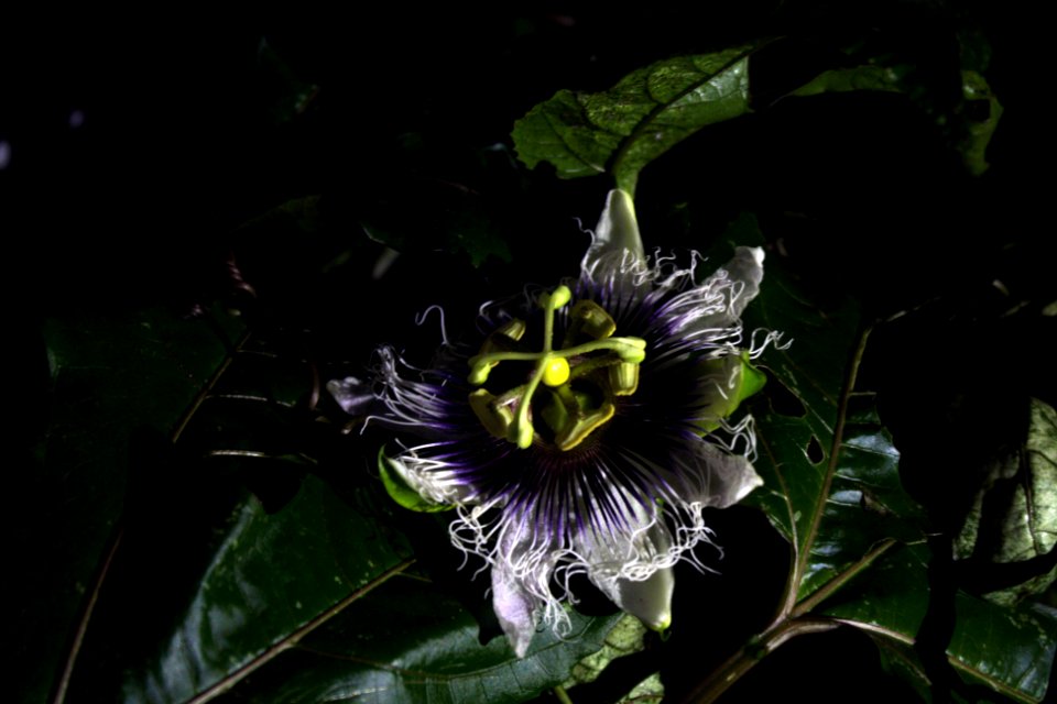 Flor de Maracujá