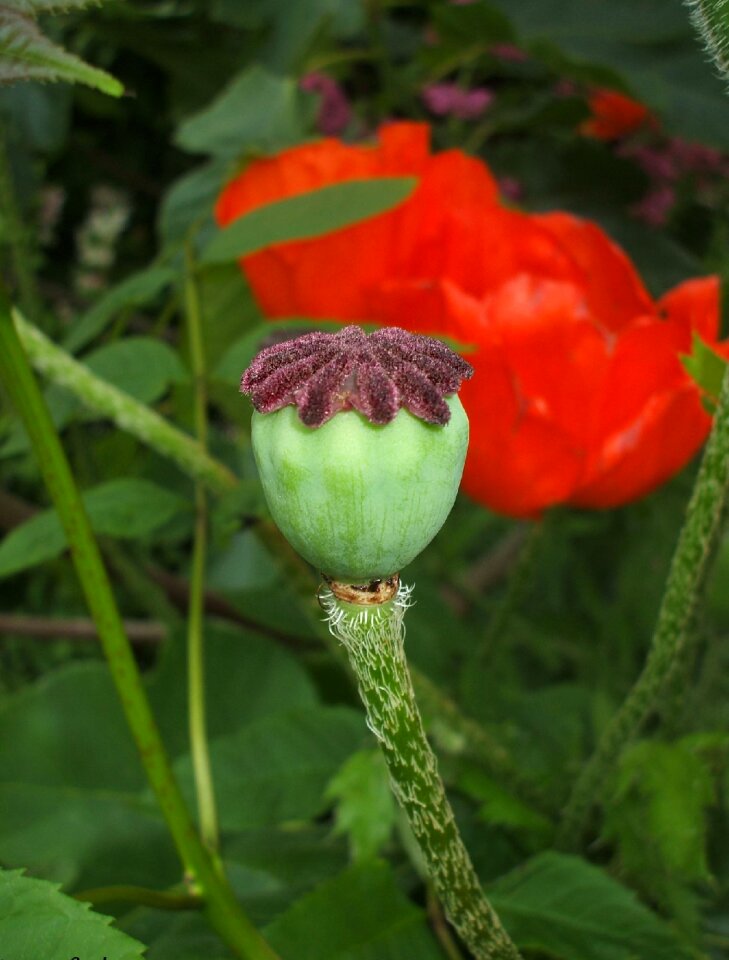 Poppy nature red flowers