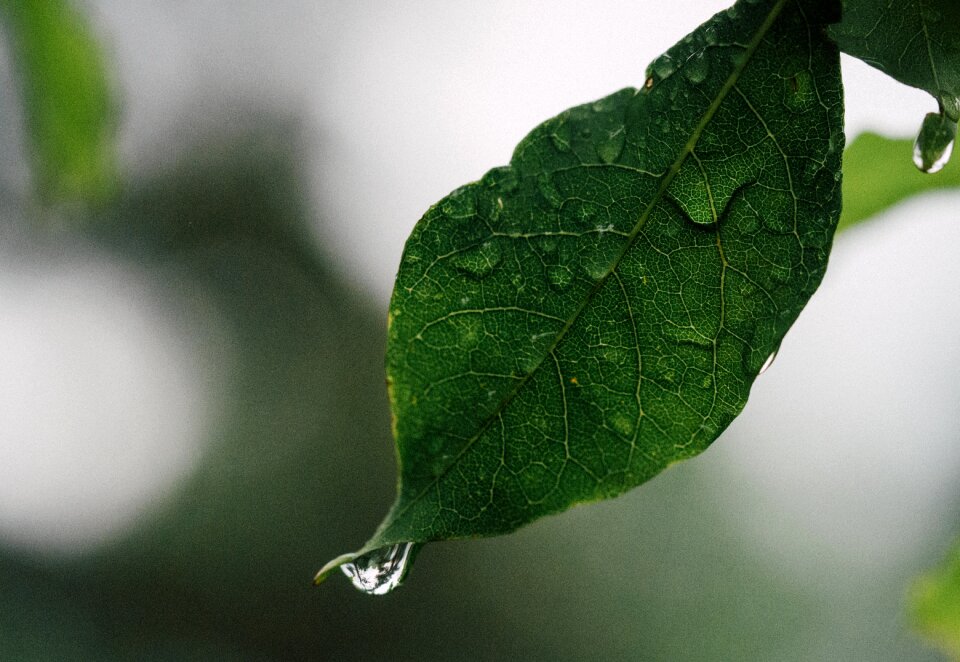 Plant season water photo