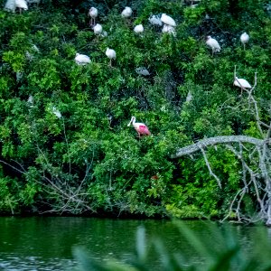 Roseate Spoonbill photo