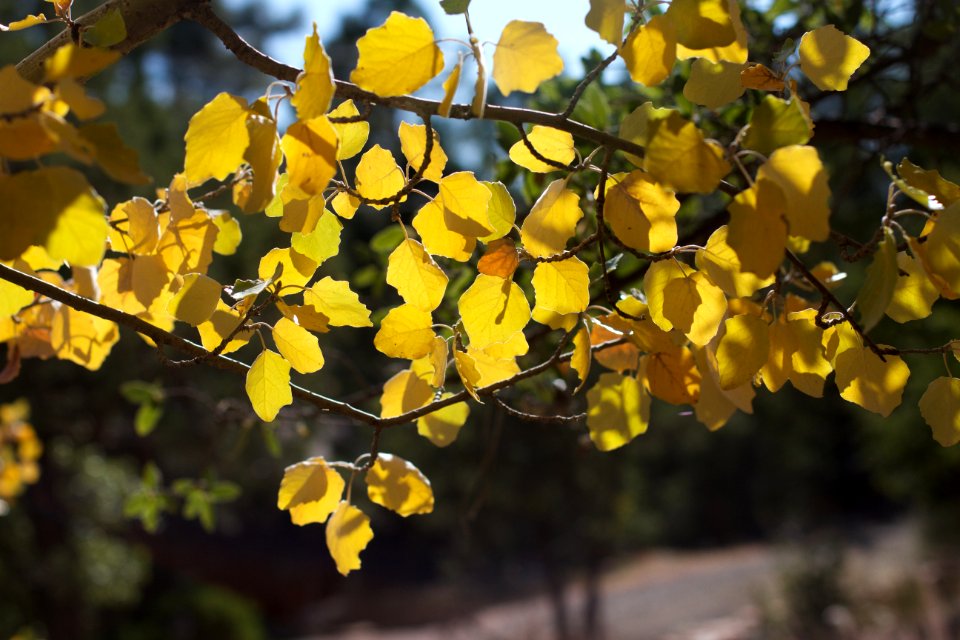 Yellow Poplar Wall