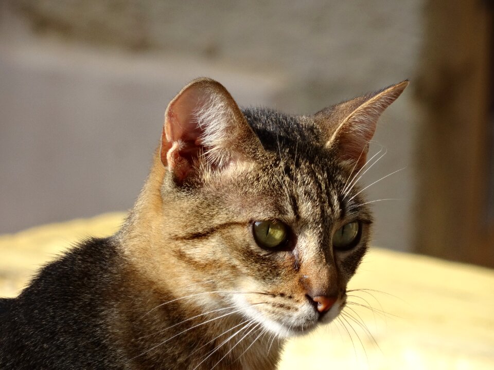 Relaxed tiger cat nature