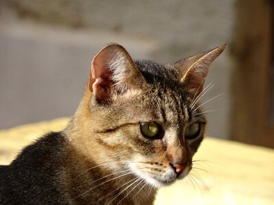 Relaxed tiger cat nature