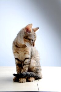Cat small cat melancholy