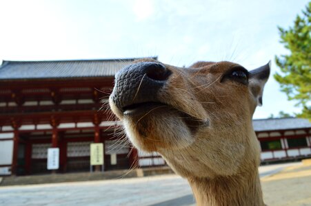 Animal funny face animal face