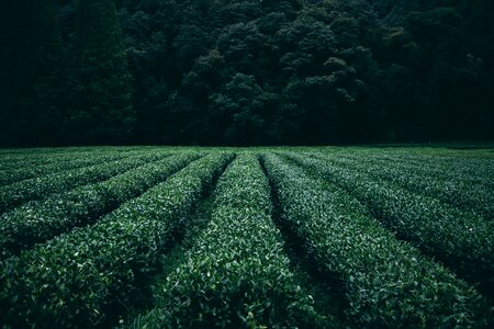 Agriculture rural farm
