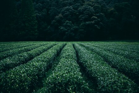 Agriculture rural farm photo