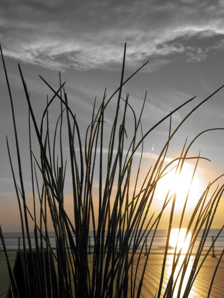 Nature grass black and white