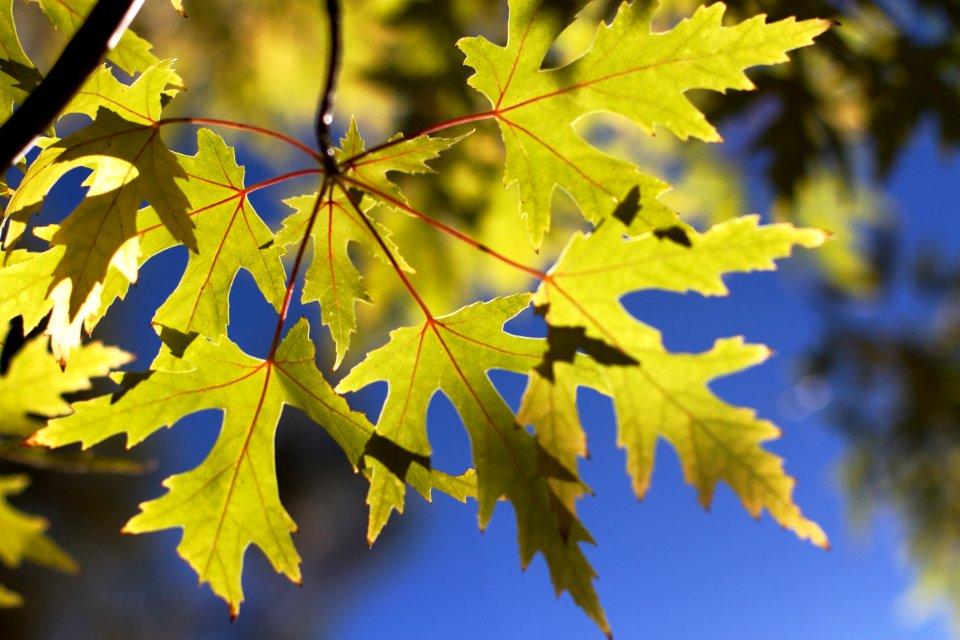 Under the Silver Maple