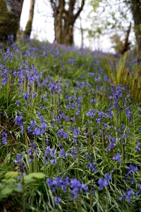 Bluebells