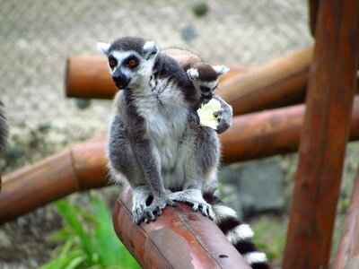 Lemar post zoo