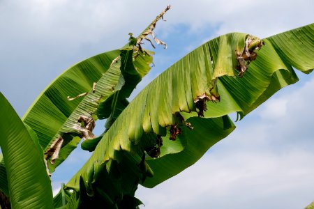 Banana leafs photo