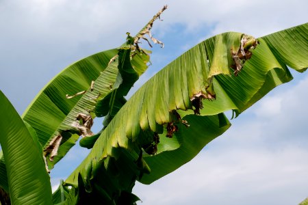 Banana leafs