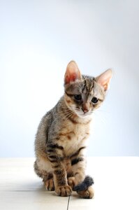 Cat small cat melancholy photo
