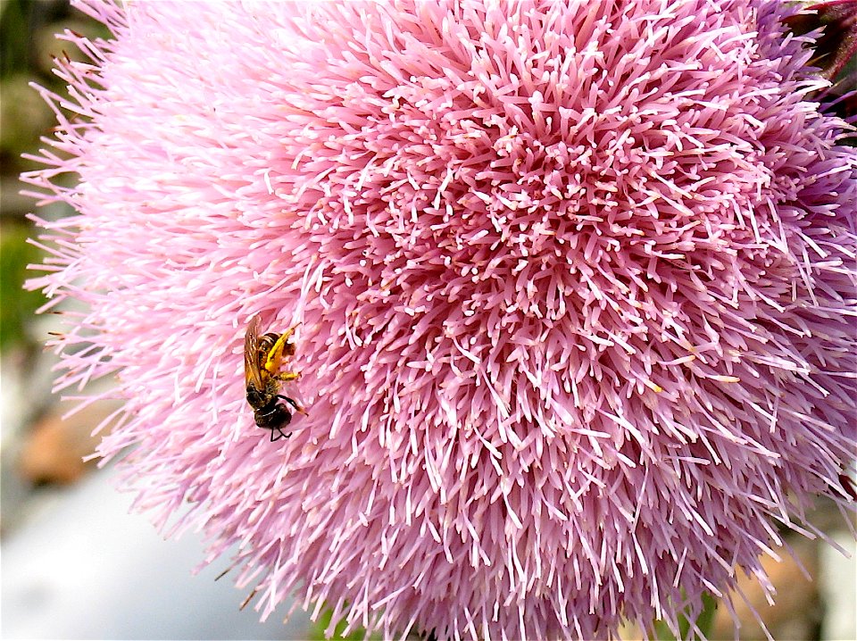 Crawling for Nectar