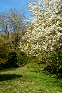 Path to summer photo