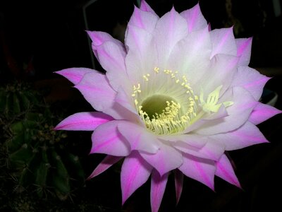 Flower cactus macro