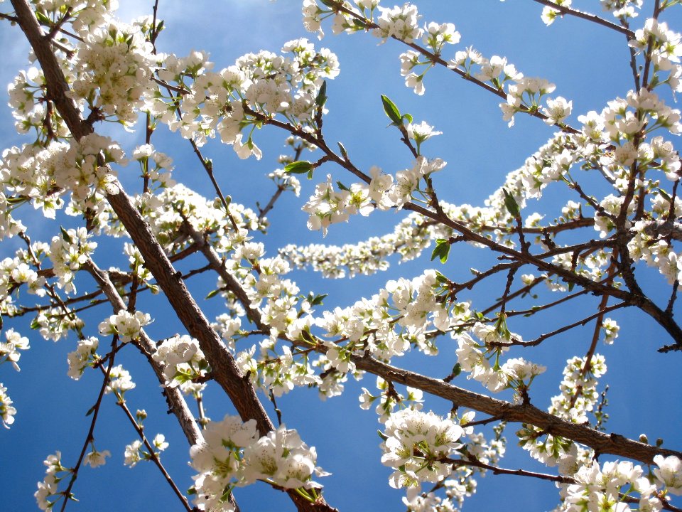 Lots of White Plum Tree Flowers