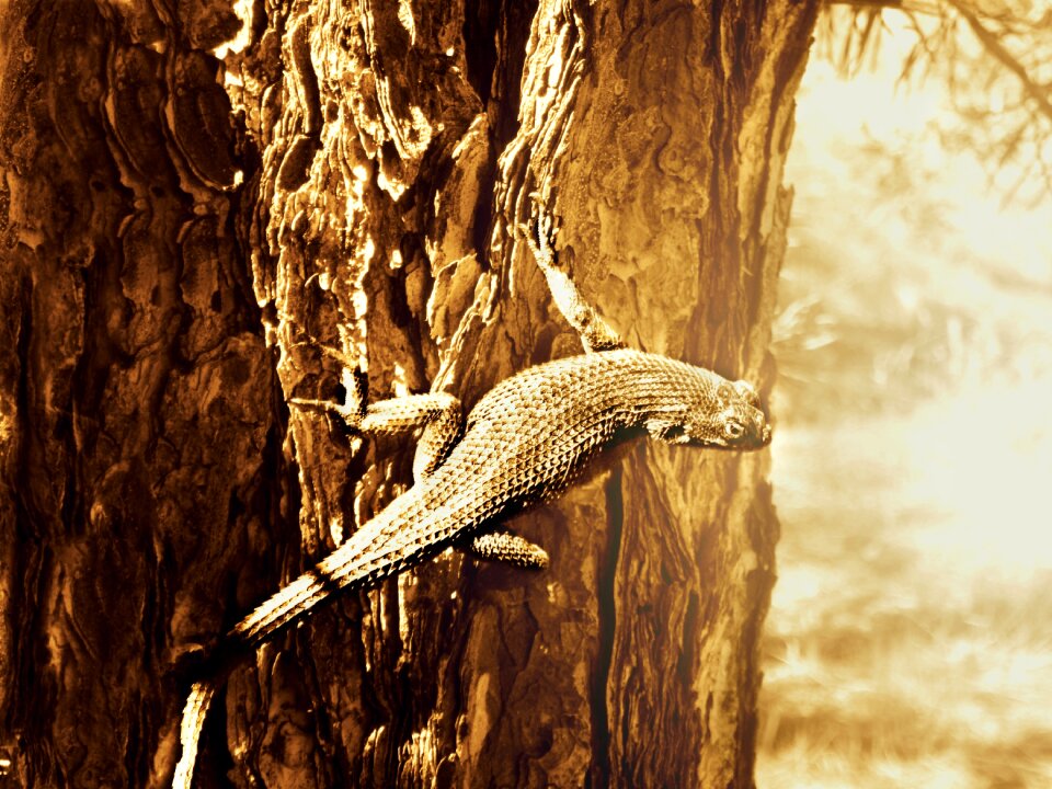 Animal nature wildlife