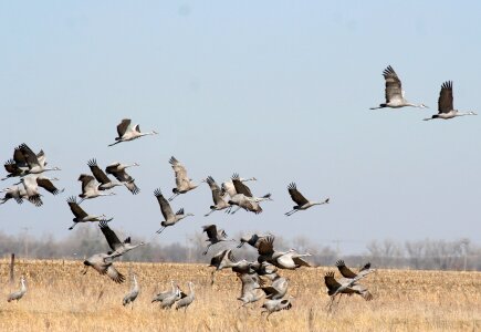 Crane sandhill grass