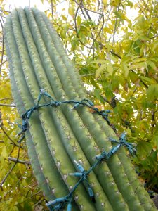 Cactus Tower