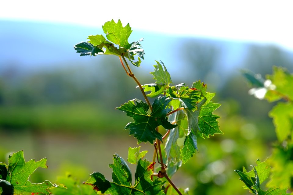 Vineyard