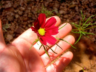 Cosmo In Hand photo