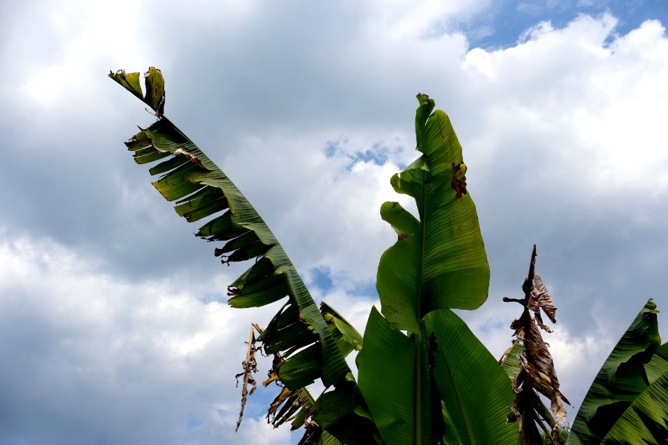 Banana