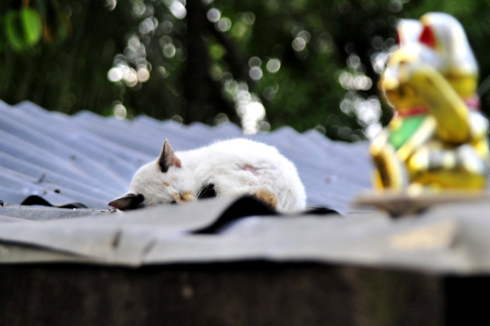 Cat on a hot tin roof