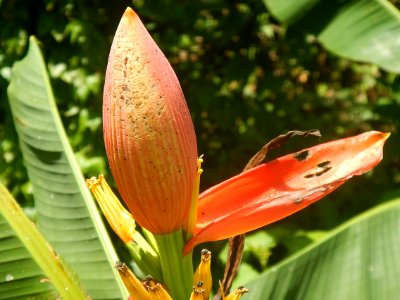 Banana tree photo